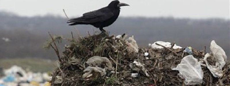 Мусорный скандал на миллионы: позиция горсовета