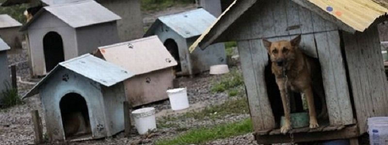 Программа реформирования ЖКХ Днепра: в мире животных и людей