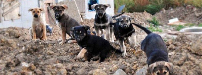 Горожан зовут посчитать собак