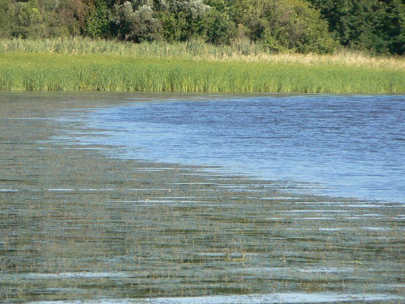 Днепр зарастает водорослями