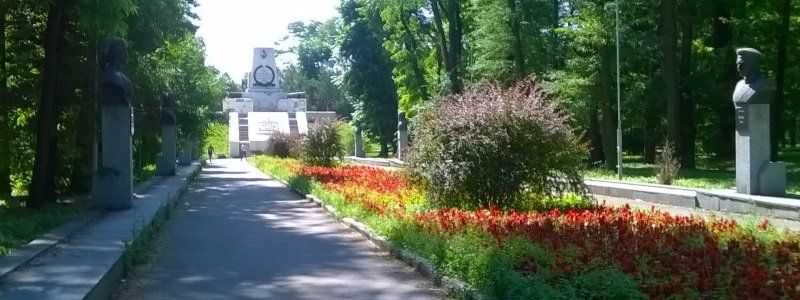 В Днепре незаконно рубят акацию на дрова?