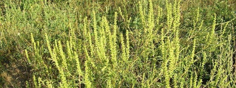 За амброзию с корнем будут платить 1 гривну за килограмм