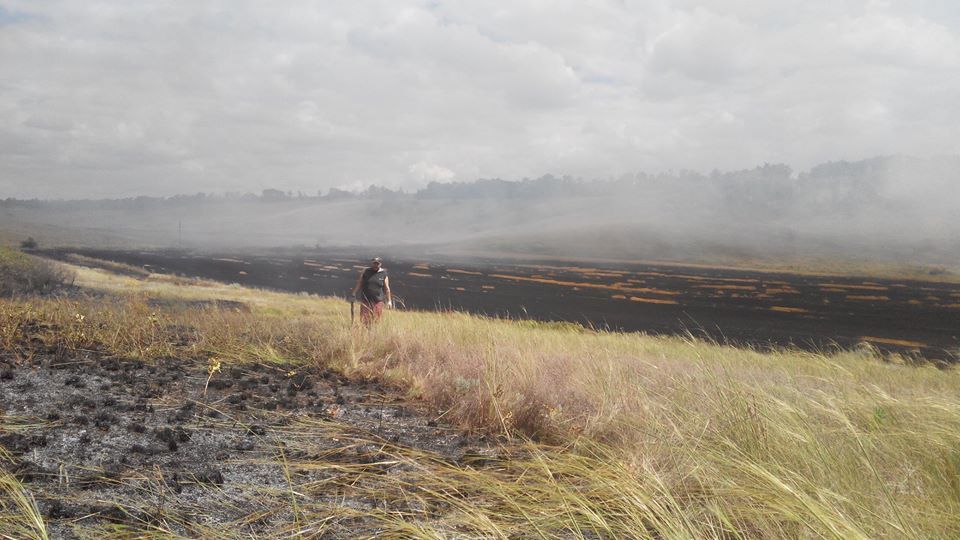 13731452_1184259821594382_6156522938125678544_n