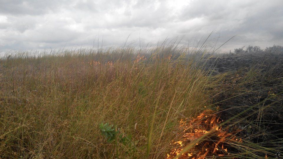 13718591_1184259681594396_7297061921504054678_n