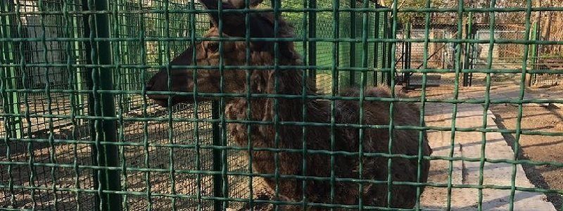 Животных из зоозоны передадут семье нардепа Фельдмана