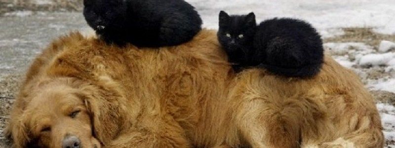 КП «Поводження з безпритульними тваринами»: новые данные
