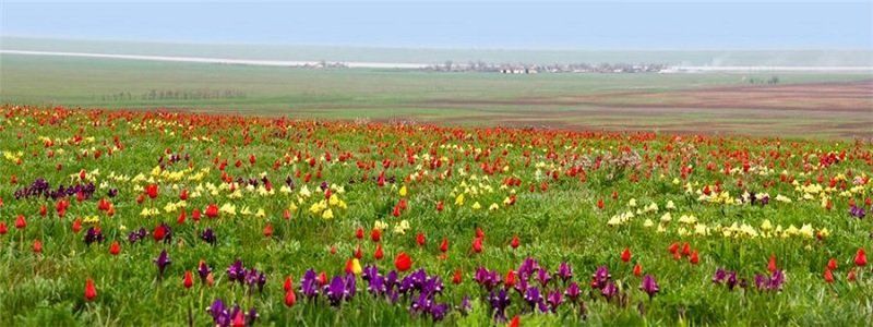 Что директор Аскании - Новы думает о днепропетровских заповедниках