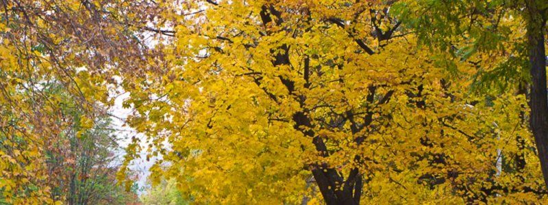 Днепрян просят почистить крыши от мусора и листьев