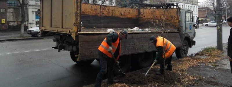 Сколько деревьев посадил и сколько удалил «Горзеленстрой» в 2016 году