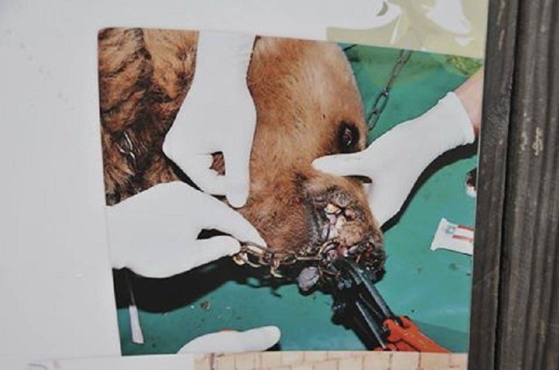 Звери в цирке - живодерство в законе? 1