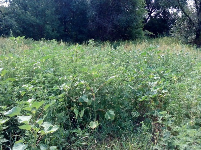 Как депутат Вишневецкий 3 года «облагораживал» парк Кирилловка в Днепре и что там сейчас 3