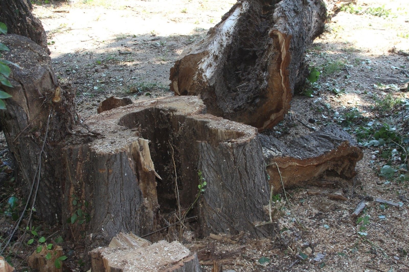 Слуга народа Кирилл Нестеренко обманул жителей Днепра, катаясь на самокате по парку Глобы 6