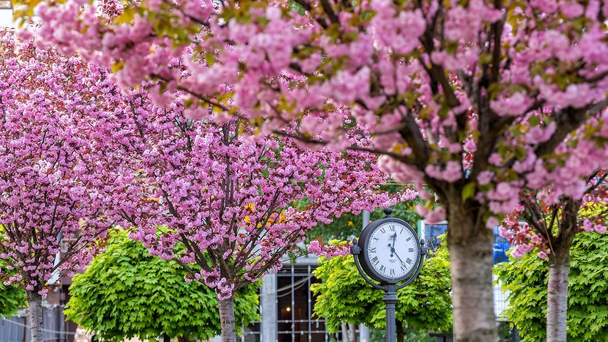 С подсветкой и сакурами: где в Днепре появится новый сквер за 96 миллионов