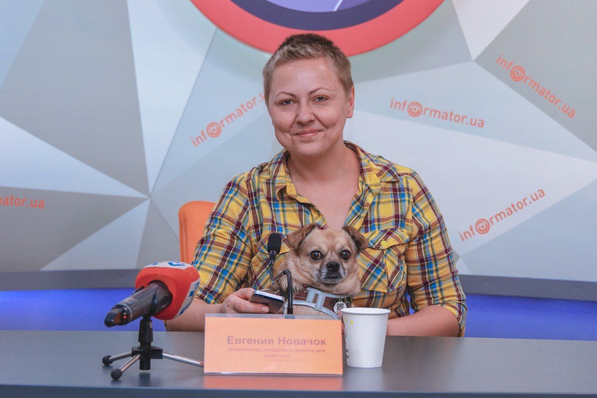 В Днепре рассказали, почему нужно обязательно чипировать домашних собак 1