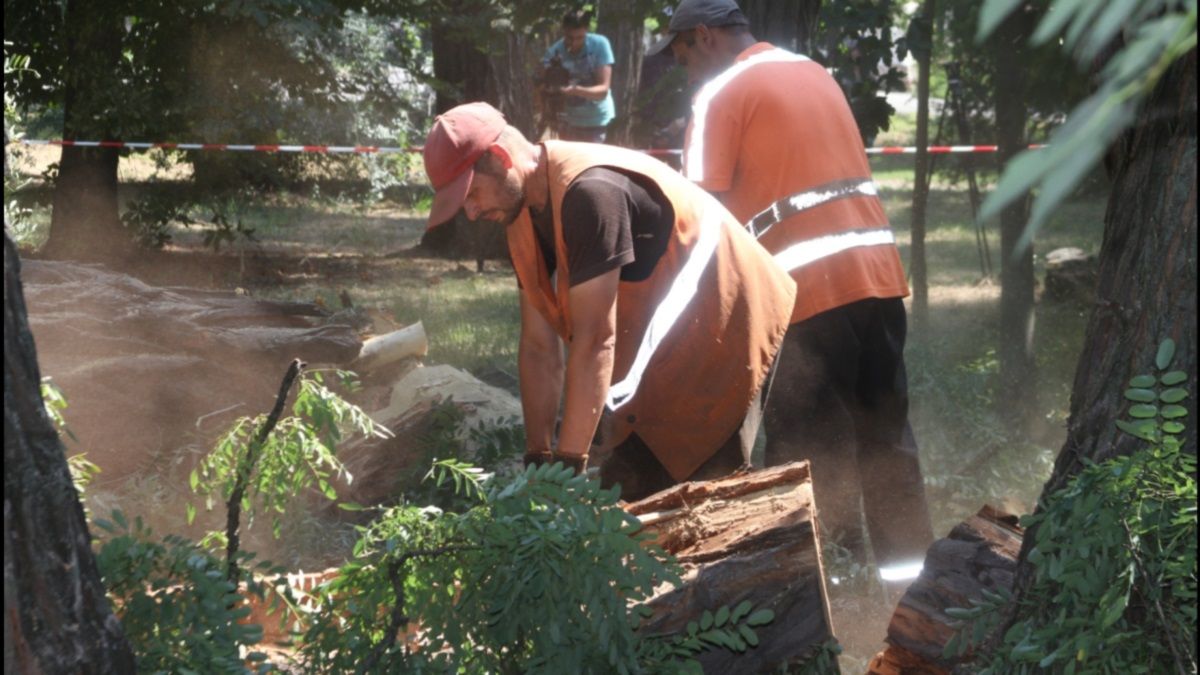 В парках Днепра обрежут сухие деревья за 6,5 миллиона гривен