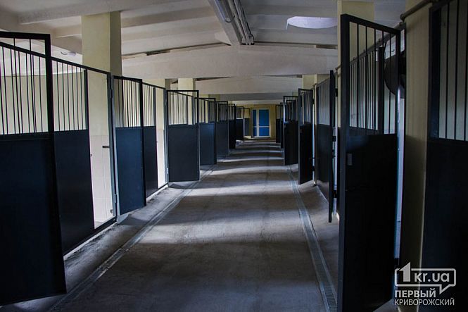 В Кривом Роге хотят еще раз переделать горсоветовский приют для животных: кто наживается на четвероногих 2