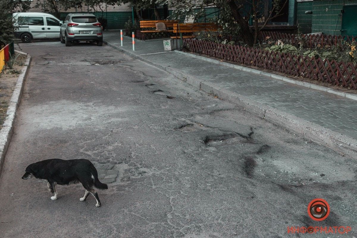 Выборы в Днепре: избиратели попросили Информатор передать привет Станиславу Кушниру 8