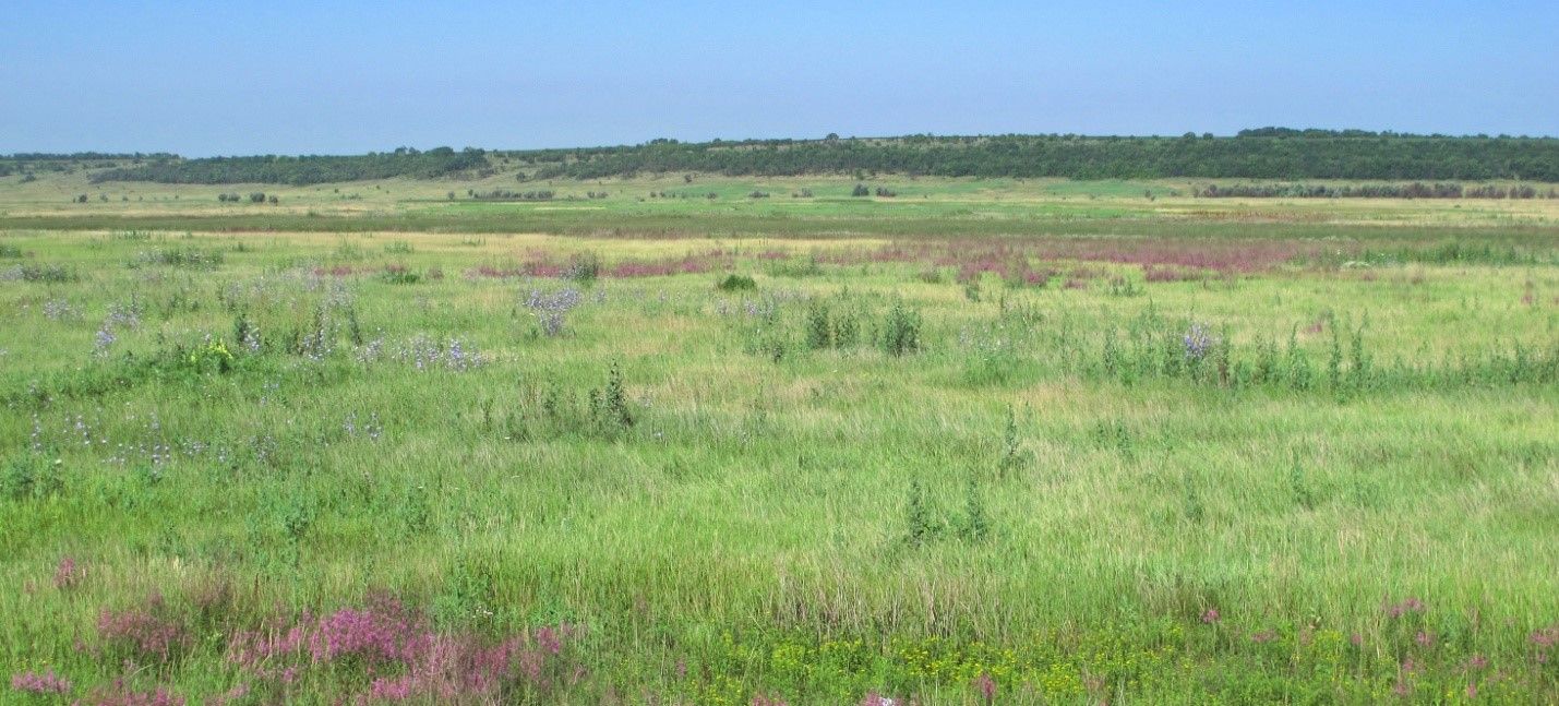 Травянистые пространства древней террасной равнины. Фото Vadyum Manyuk