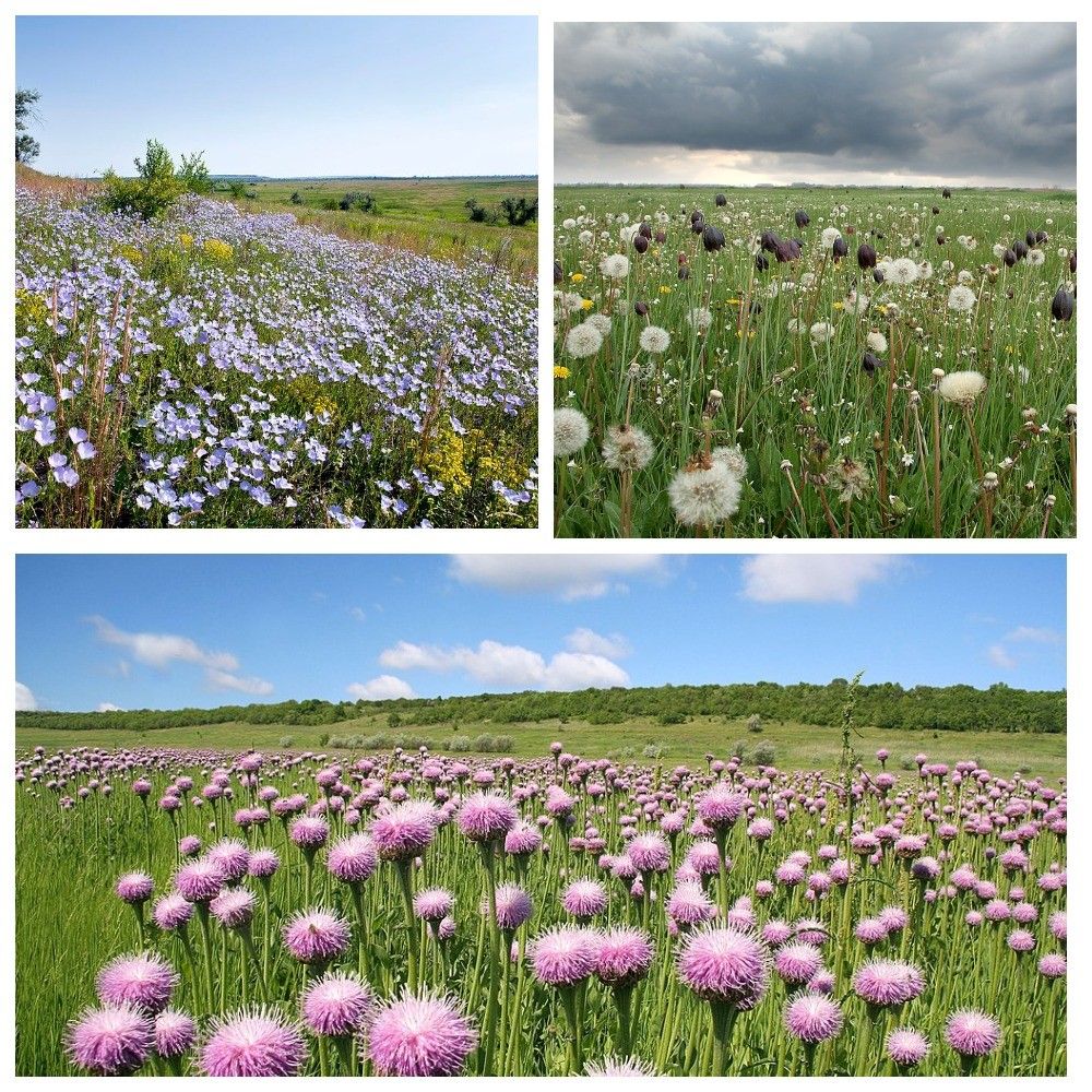 Фото заказника Bonna Mistress