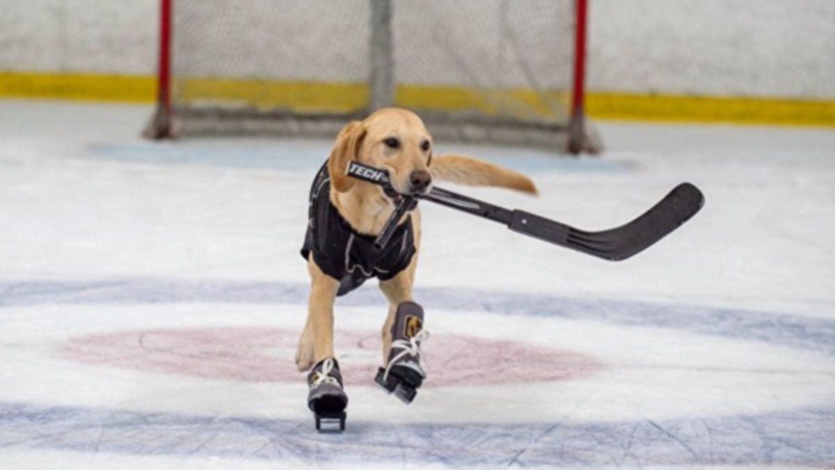 Больше автобусов, воды, каток, и выгул собак: что жители Днепра просили у Филатова в январе