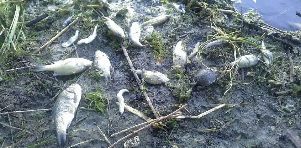 В Днепре нардеп рассказал, кто убивает реки в Павлограде и куда уходит мегатариф на воду 1