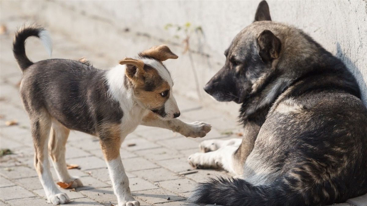 В Никополе стерилизуют 825 бездомных животных: кто этим займется и за какие деньги