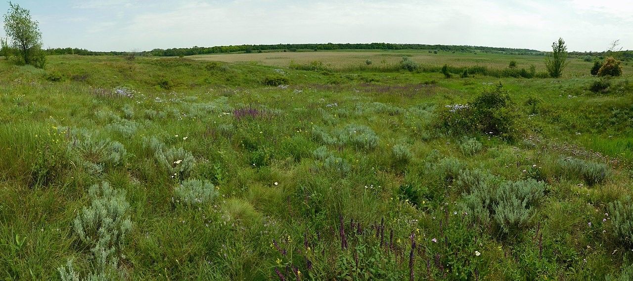 Балка Кобыльная в Широковском Районе. Фото Елена Саяпина Балка Кобыльная в Широковском Районе. Фото Елена Саяпина