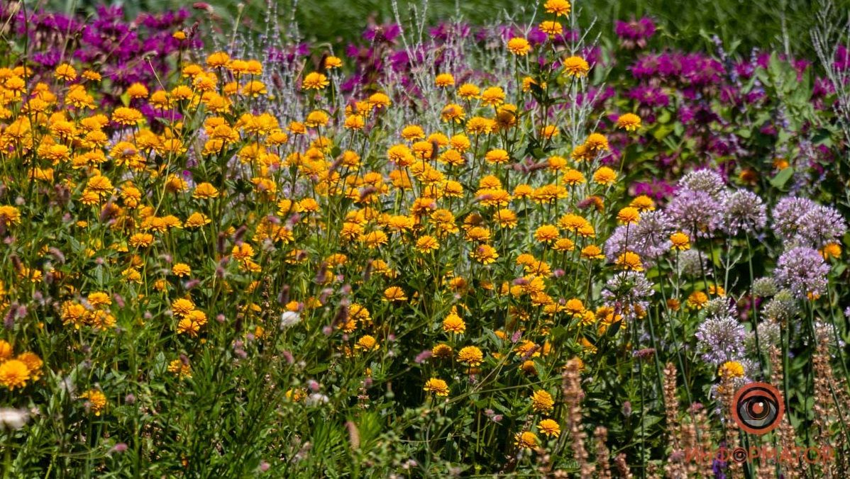 Где в Днепре посадят цветы и можжевельники за 16 млн грн: ищи свой двор