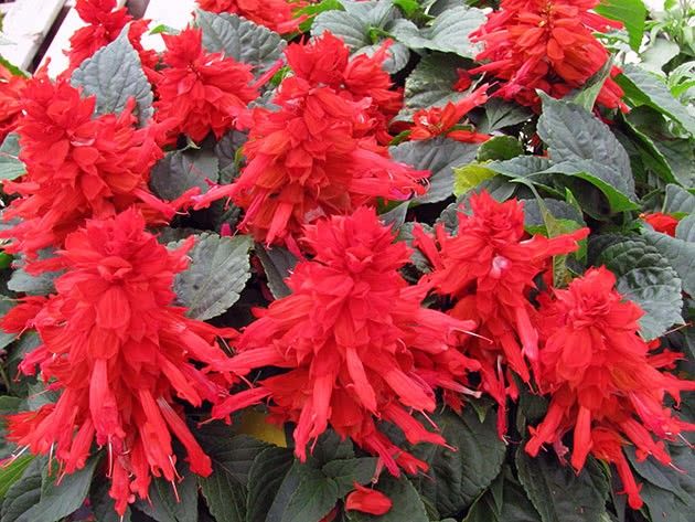 Сальвии красные