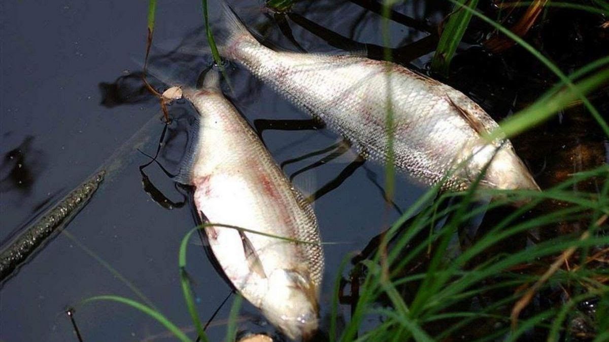 Зарыблением Днепра за 3,7 млн из бюджета займется фирма, близкая к областным коммунальщикам