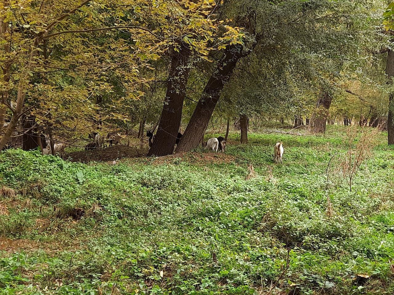 Депутаты Днепра: чем, кроме драк и заброшенного парка известен Руслан Вишневецкий 8