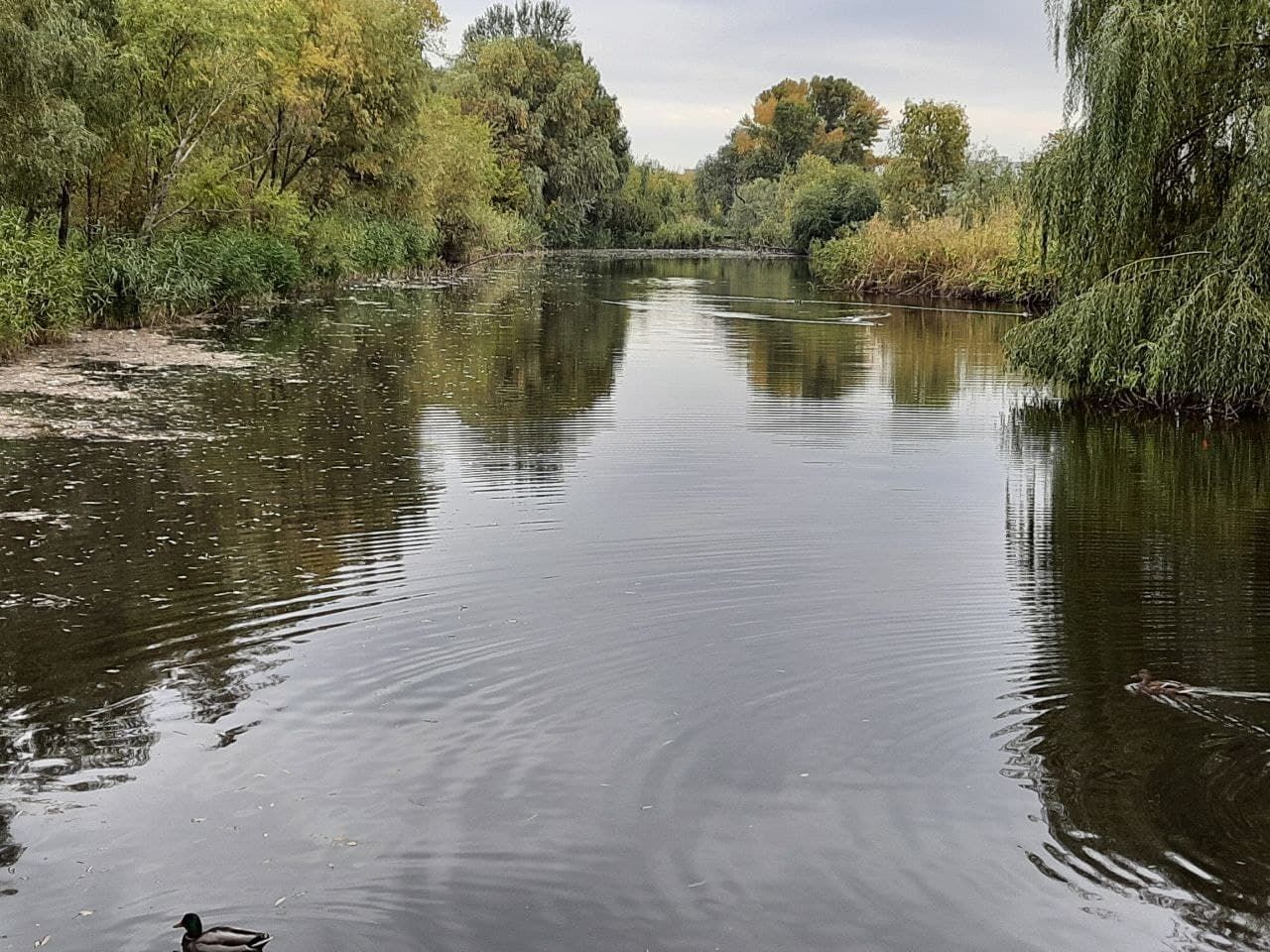 Депутаты Днепра: чем, кроме драк и заброшенного парка известен Руслан Вишневецкий 9
