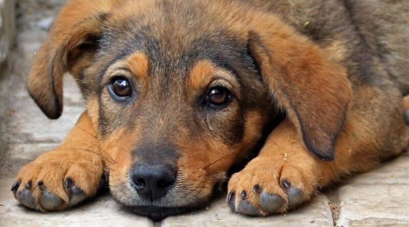 Борис Филатов о COVID-ограничениях, отоплении в Днепре, проверках бизнеса и бродячих животных 13