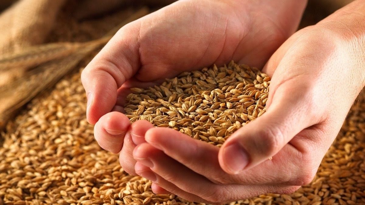 В Украине растет цена на хлеб, несмотря на большой урожай: в чем причина 1