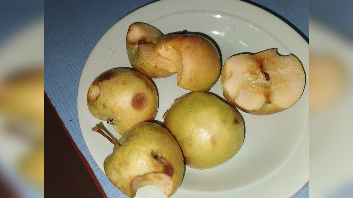 Подгнившие яблоки и связи с чиновниками: у кого власти Кривого Рога купили еду в школы за 4 млн грн