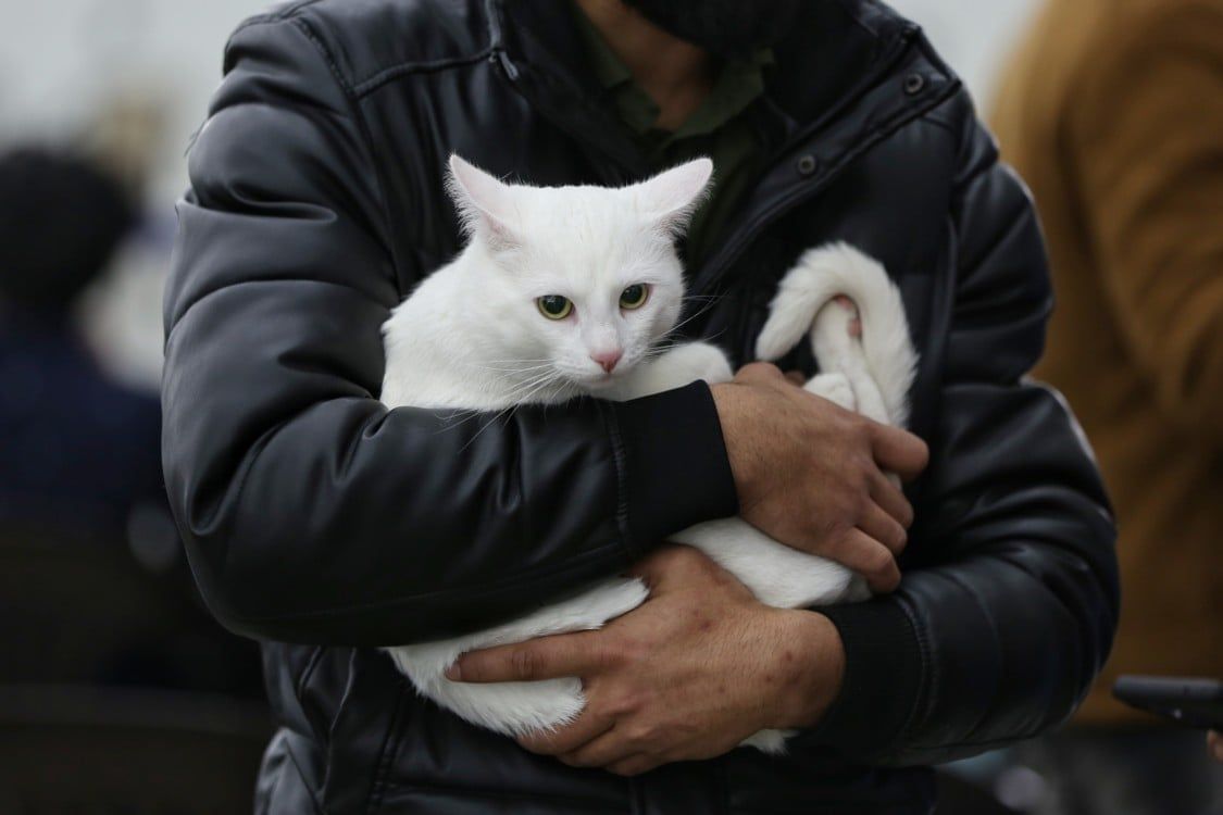 Как эвакуироваться в Европу с домашними животными: условия для разных стран 2