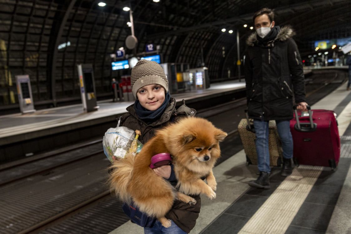 Как эвакуироваться в Европу с домашними животными: условия для разных стран 3