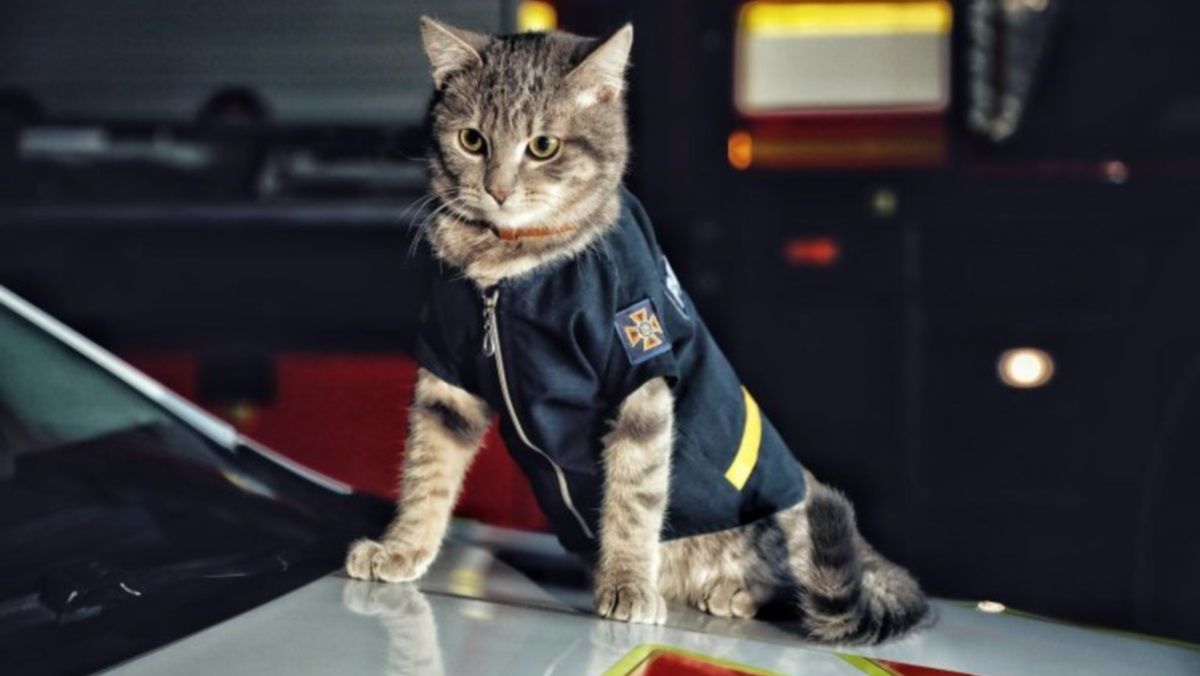 ГСЧС предлагает украинцам стать добровольцами гражданской защиты: как это сделать