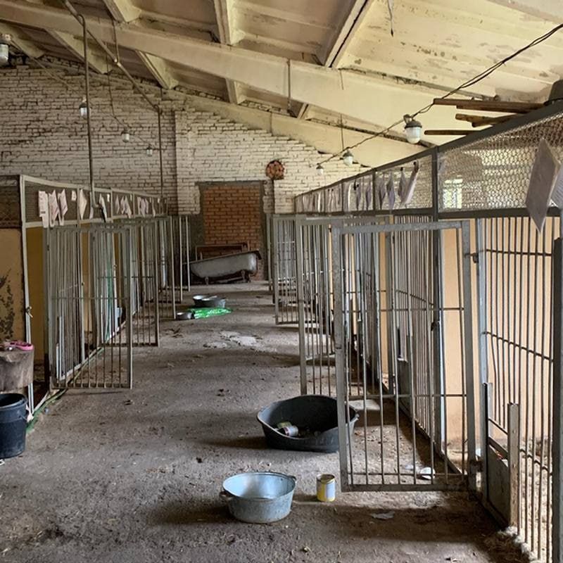 Київська влада готується розслідувати масову загибель тварин в притулку Бородянки 1