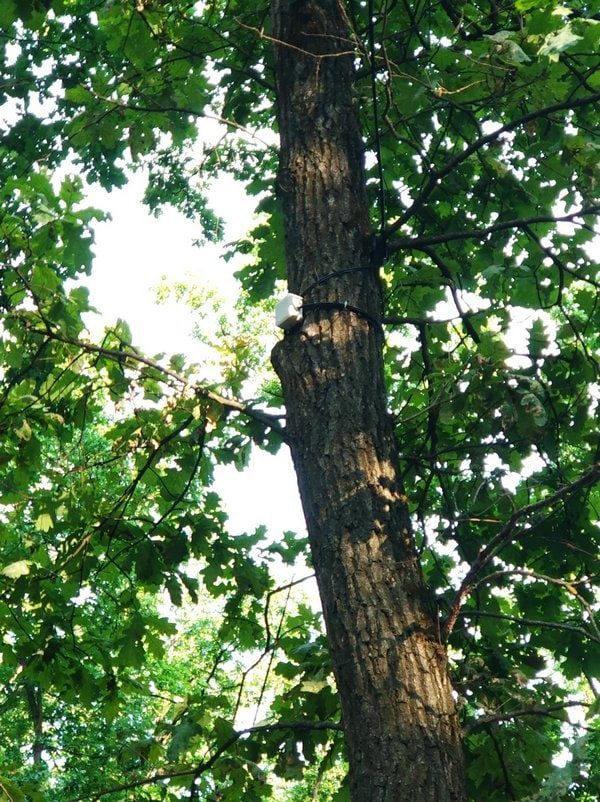 МАФи у Голосіївському лісі зводить улюблений інвестор Київради: що про нього відомо 2