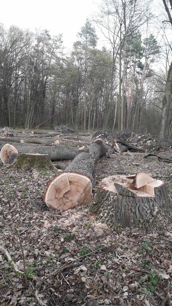 Фірма екс-нардепа Андрієвського знову просить про оренду землі у Пуща-Водиці в Києві 1