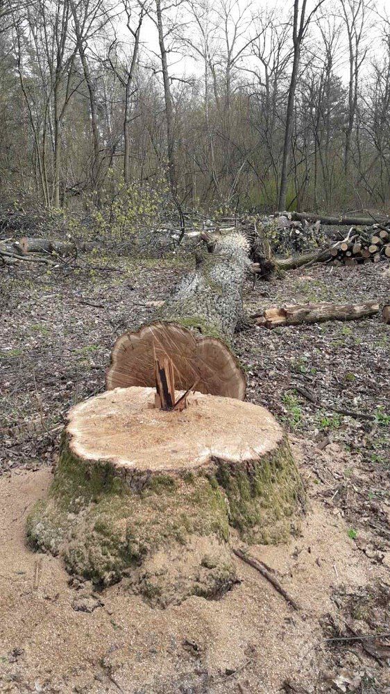 Фірма екс-нардепа Андрієвського знову просить про оренду землі у Пуща-Водиці в Києві 2