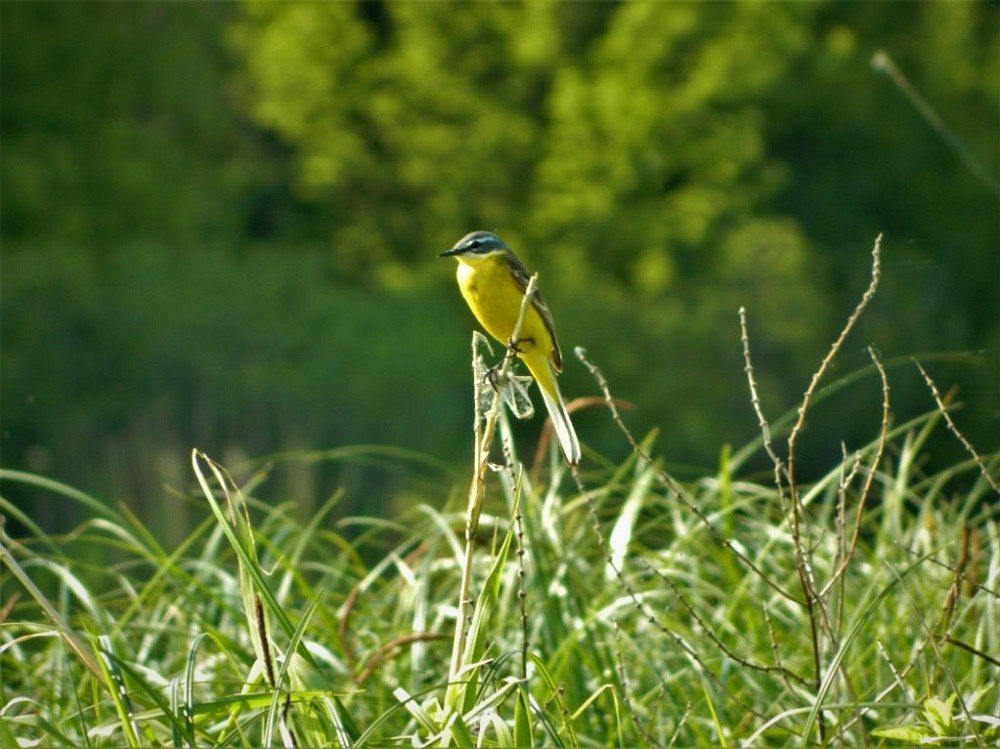 Захистити озера від забудови у Києві: проєкти рішень міськради 1