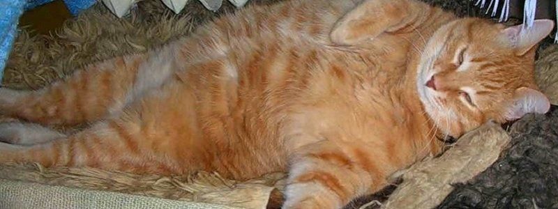 Экологических чиновников Днепра косит массовая импотенция