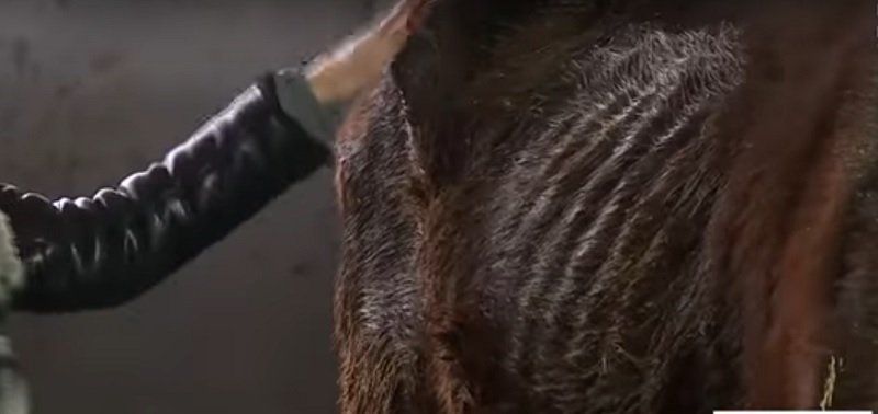 Как в Орловщине спасали лошадей от голодной смерти 4