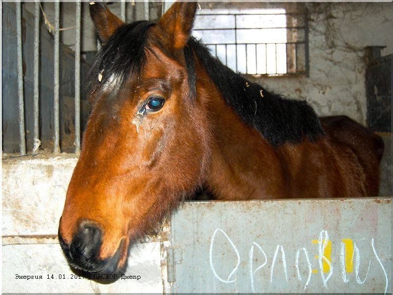 Как в Орловщине спасали лошадей от голодной смерти 5