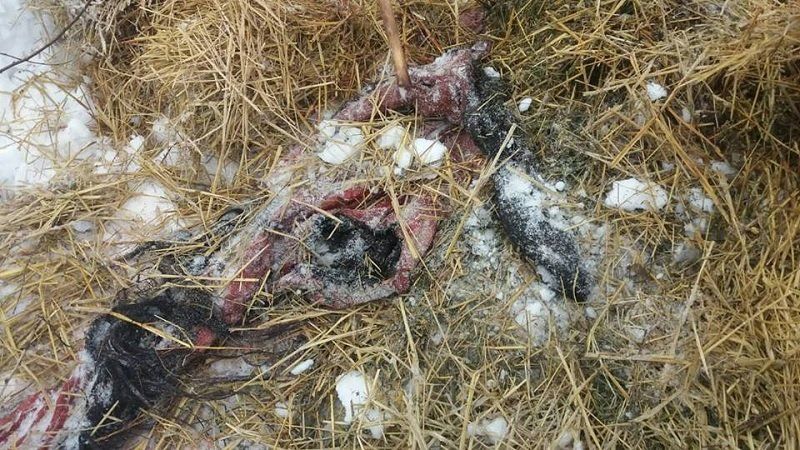 Как в Орловщине спасали лошадей от голодной смерти 6