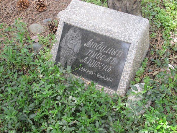 Что же делать с мертвым голубем? 2