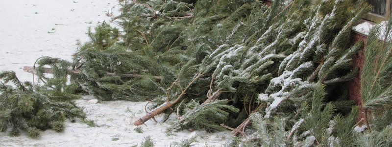 Куда девать новогодние елки. Рецепт от ЭкоПатруля