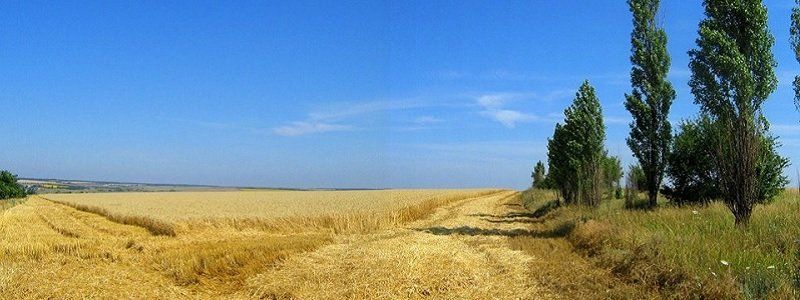Фермеры Днепропетровщины выходят на акцию протеста. Почему?